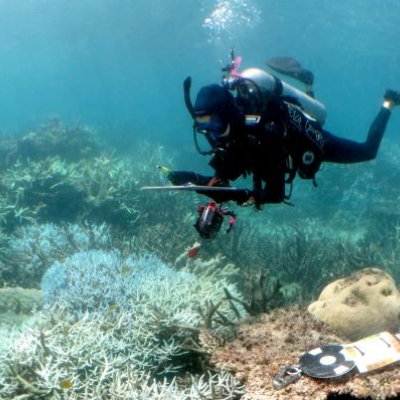 A scuba diver examining coral underwater